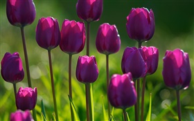 Fleurs pourpres, tulipes, de l'herbe, l'été HD Fonds d'écran