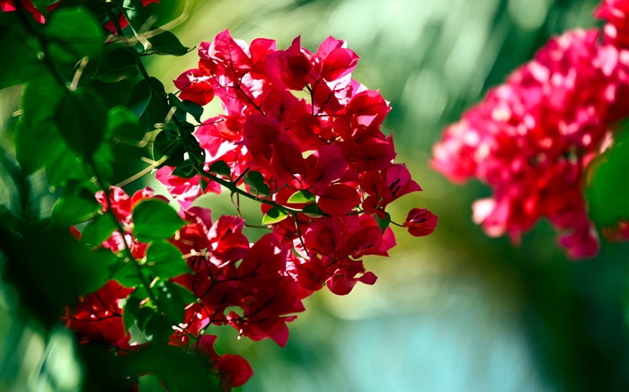 Fleurs de bougainvilliers rouge Fonds d'écran, image
