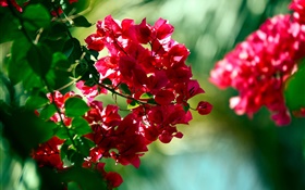 Fleurs de bougainvilliers rouge