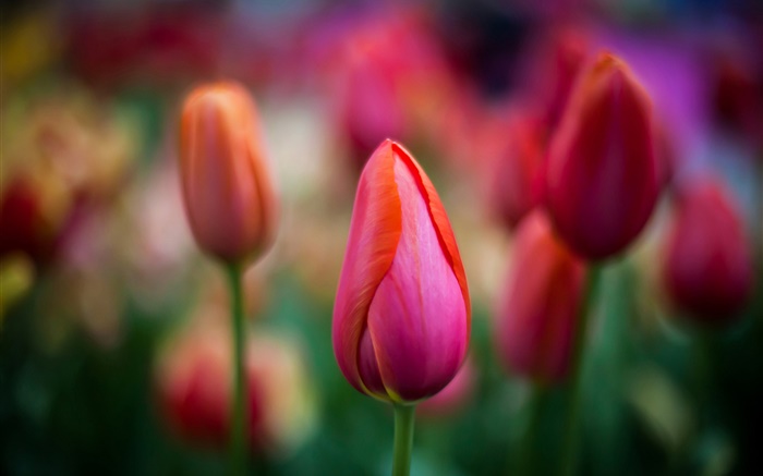 Tulipes rouges close-up, fleurs, bokeh Fonds d'écran, image