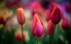 Tulipes rouges close-up, fleurs, bokeh HD Fonds d'écran
