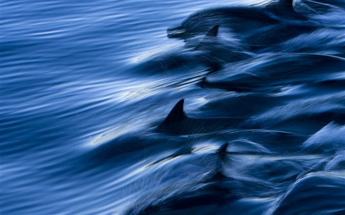 Mer, dauphins, la vitesse, l'eau, éclaboussure Fonds d'écran, image