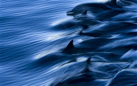 Mer, dauphins, la vitesse, l'eau, éclaboussure HD Fonds d'écran