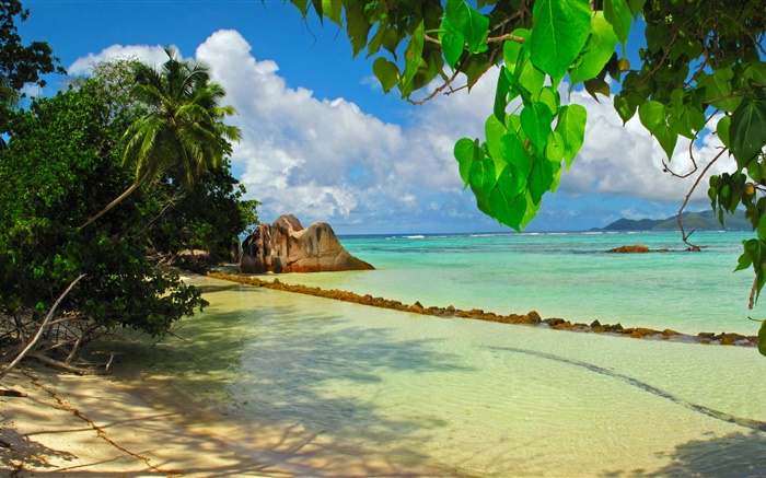 Îles Seychelles, mer, plage, plantes, feuilles Fonds d'écran, image