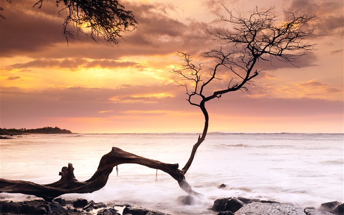 Seul arbre, coucher du soleil, mer, ciel rouge, Hawaii, USA Fonds d'écran, image