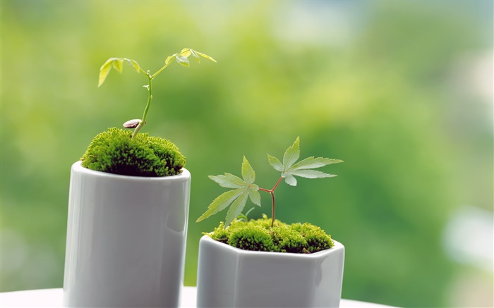 Petit vert bonsaï, le printemps, pousse Fonds d'écran, image