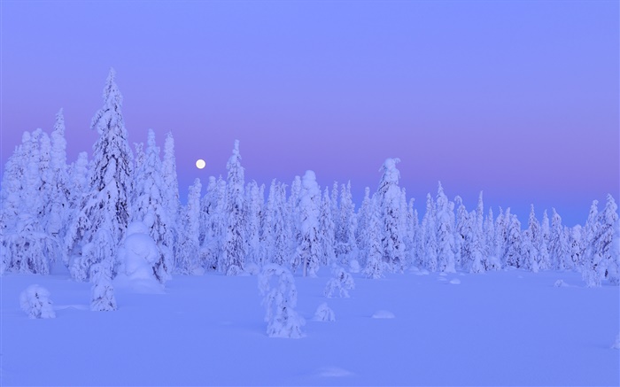 Arbres couverts de neige, hiver, nuit, lune, Province d'Oulu, Finlande Fonds d'écran, image