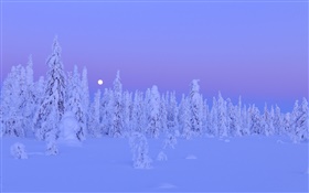 Arbres couverts de neige, hiver, nuit, lune, Province d'Oulu, Finlande