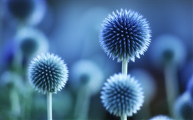 Fleurs sphériques, le style bleu