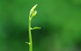 Sprout laisse close-up