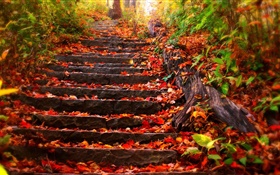 Un escalier en pierre, feuilles rouges, automne
