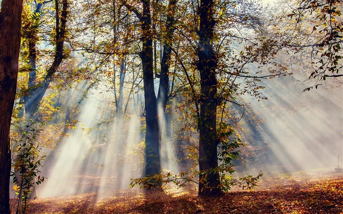 Sun rayons, forêt, arbres, automne Fonds d'écran, image