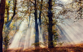 Sun rayons, forêt, arbres, automne