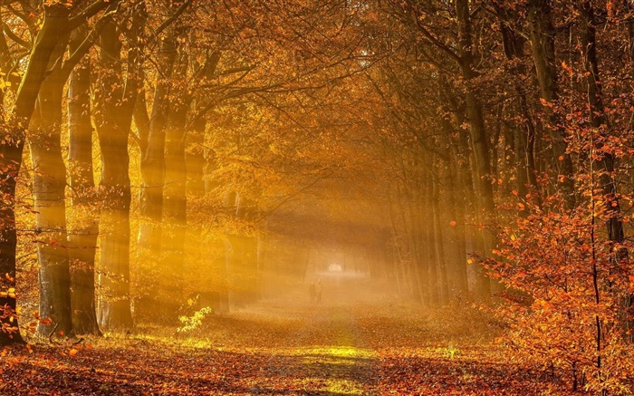 Les arbres, les feuilles rouges, route, les gens, la lumière du soleil, automne Fonds d'écran, image