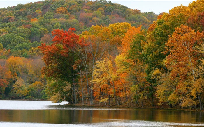 Arbres, rivière, automne Fonds d'écran, image