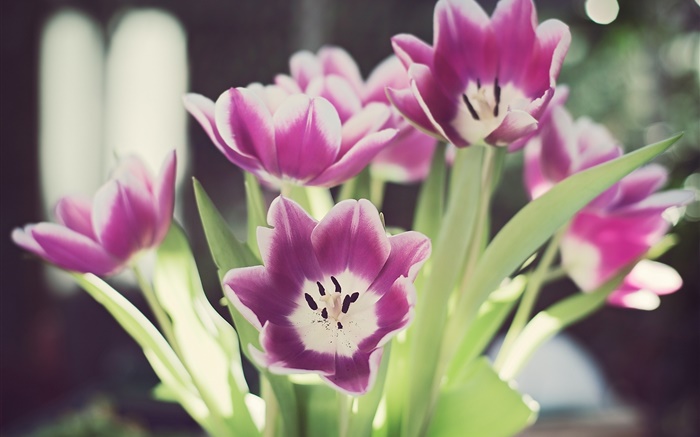 fleurs tulipes, pétales, l'éblouissement, bokeh Fonds d'écran, image