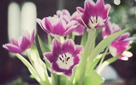 fleurs tulipes, pétales, l'éblouissement, bokeh HD Fonds d'écran
