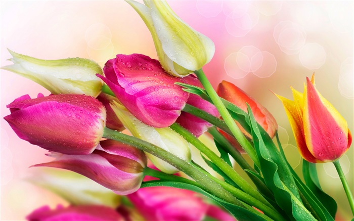 Tulipes fleurs, des gouttelettes d'eau Fonds d'écran, image