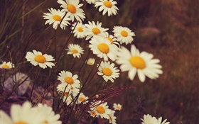 Marguerites blanches fleurs, pétales, bokeh HD Fonds d'écran