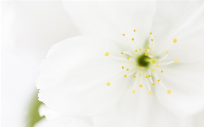 Blanc des pétales de fleurs en gros plan, macro photographie Fonds d'écran, image