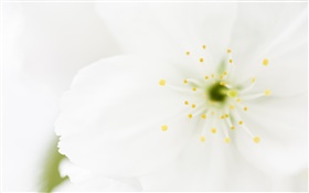 Blanc des pétales de fleurs en gros plan, macro photographie HD Fonds d'écran