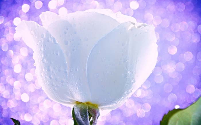 Fleur blanche, rose, gouttes d'eau, de rosée, de la lumière, l'éblouissement Fonds d'écran, image
