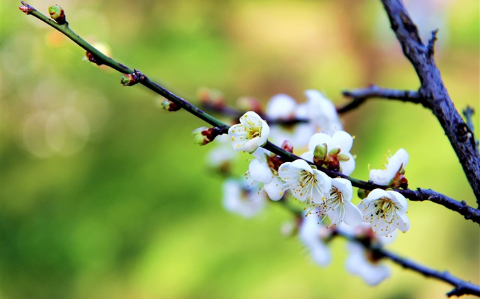 Fleurs blanches, fleurs de prunier, le printemps Fonds d'écran, image