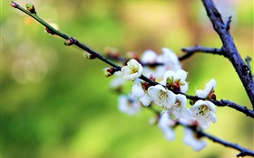 Fleurs blanches, fleurs de prunier, le printemps