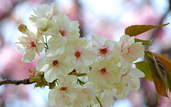 Pétales roses blanches, des brindilles, fleurs, ressort Fonds d'écran, image