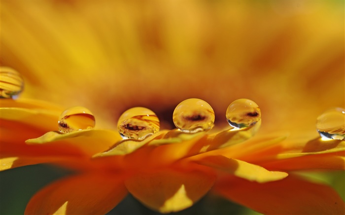 Fleur jaune macro, pétales, gouttes d'eau Fonds d'écran, image