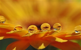 Fleur jaune macro, pétales, gouttes d'eau