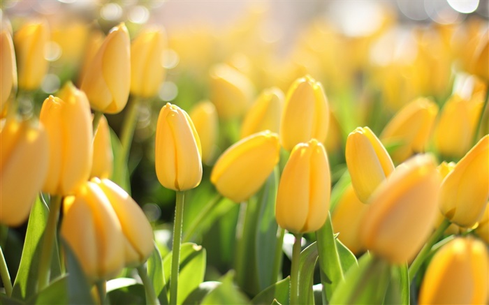Fleurs jaunes, tulipes, l'éblouissement Fonds d'écran, image