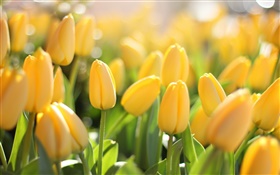 Fleurs jaunes, tulipes, l'éblouissement