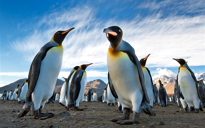 Plan rapproché d'animaux, pingouins, ciel, nuages Fonds d'écran, image