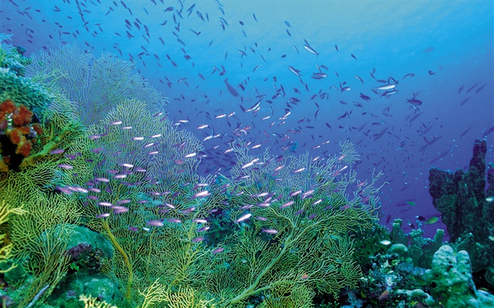 Sous-marins magnifiques, des plantes et des poissons Fonds d'écran, image