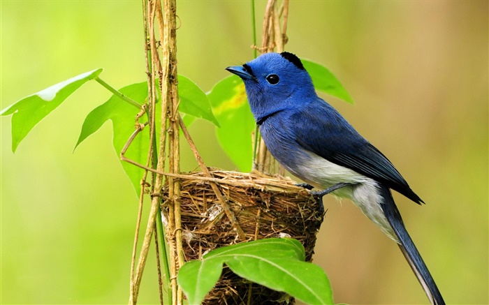 Oiseau bleu, nid, feuilles Fonds d'écran, image