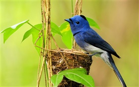 Oiseau bleu, nid, feuilles