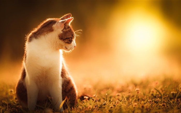 Cat au coucher du soleil Fonds d'écran, image