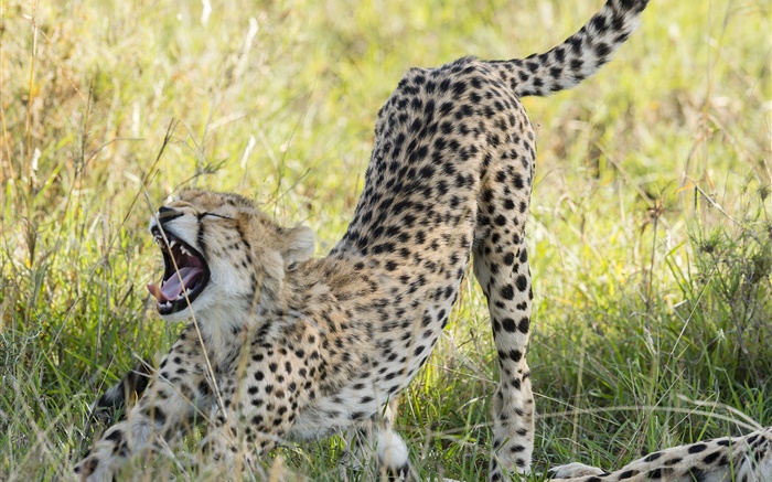 cheetah close-up, la savane Fonds d'écran, image