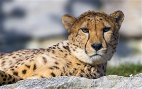 Cheetah, le visage, les yeux, le repos