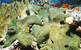 Coral, poissons clown, sous-marine