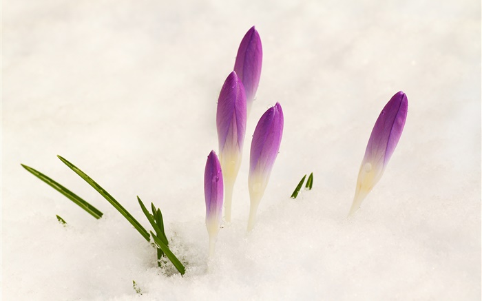 Crocus, la neige, les fleurs pourpres Fonds d'écran, image