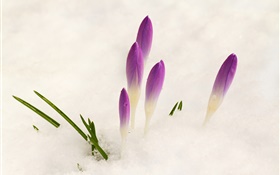 Crocus, la neige, les fleurs pourpres