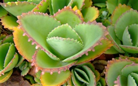Aloe Green leaves close-up