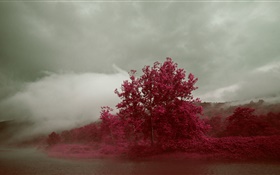 Lake, brouillard, arbres, feuilles rouges, automne