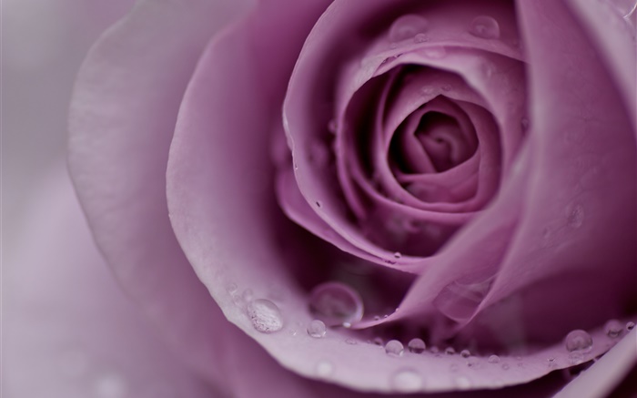 Rose violet clair, pétales de fleurs, gouttes d'eau, close-up Fonds d'écran, image