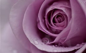 Rose violet clair, pétales de fleurs, gouttes d'eau, close-up HD Fonds d'écran