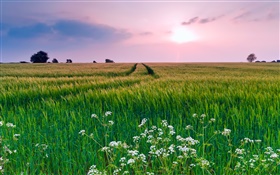 Nature paysage, champ, herbe, fleurs, été, coucher de soleil HD Fonds d'écran