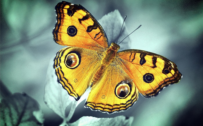 papillon orange Fonds d'écran, image