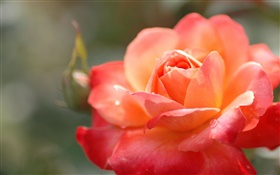 Orange, rose, fleur, pétales, goutte d'eau, macro HD Fonds d'écran